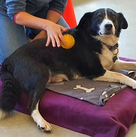 Massage-Workshop für Hunde