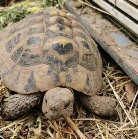 Starker Anstieg von Findelschildkröten