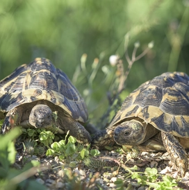 Findel-Landschildkröten